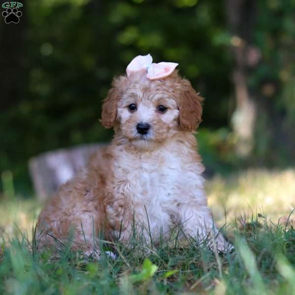 Willow, Cavapoo Puppy